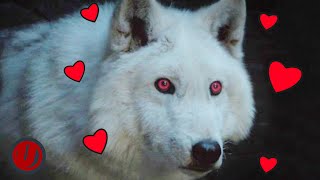 Game Of Thrones: Every Time Ghost Was A Very Good Boy screenshot 5