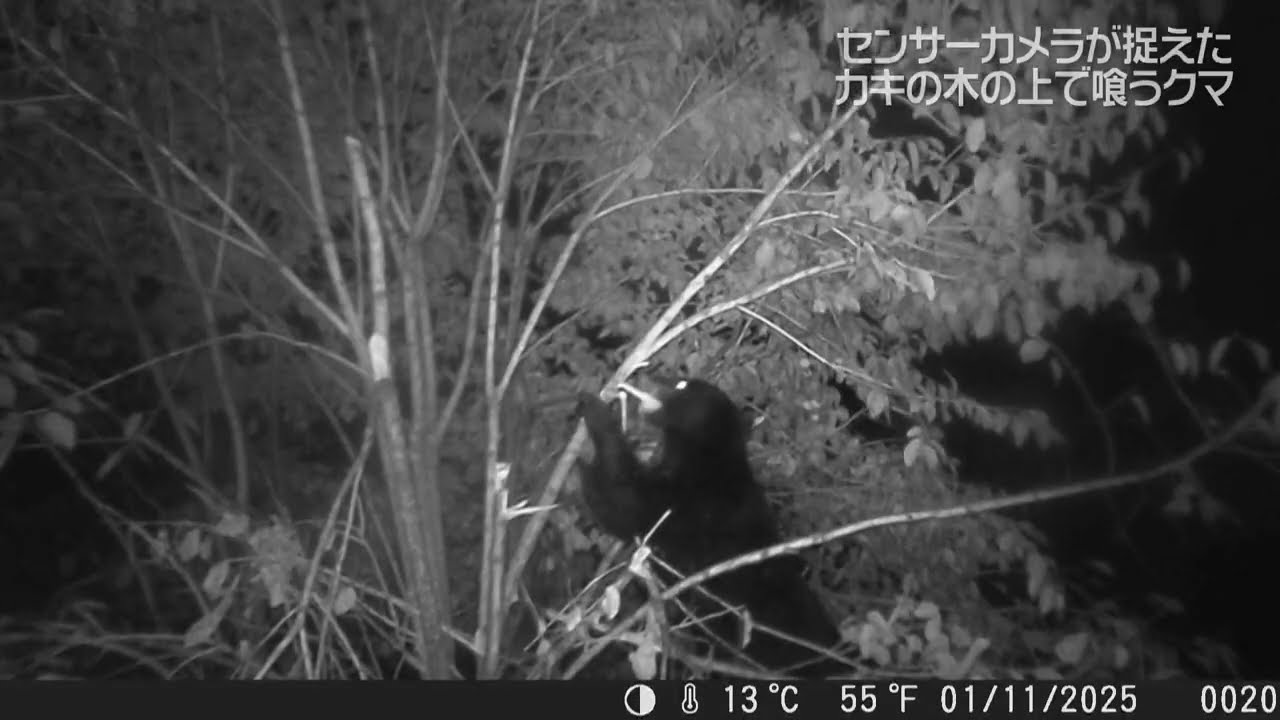 独自取材】毎日柿を食べに来るクマ「切って欲しいが…」秋田市・住民の