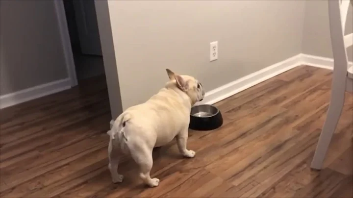 angry FRENCH BULLDOG on a diet throws TANTRUM for not getting food