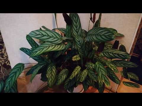 Видео: Calathea: домашни грижи, размножаване, поливане, снимка