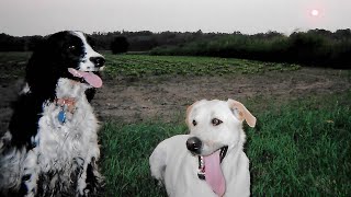 Managing English Springer Spaniels  Digging Behavior