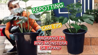 HOW TO REPOT MONSTERA DELICIOSA PLANT | CARE TIPS | PINAY JAPAN LIFE