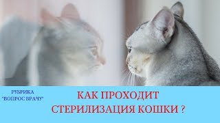 19.01.18 Стерилизация кошки (овариогистерэктомия) 19.01.18 Стерилизация кошки (овариогистерэктомия)