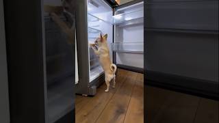 Funny dog moments #dog #cute #fyp