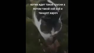 Котик Грустный, А Потом Танцует Кароч #Memes #Мем #Tiktok