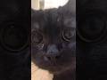 まるまるお目目の黒猫が可愛らしい…#shorts