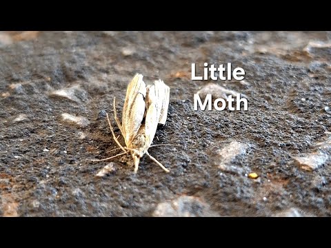 The Moth You Almost Missed | A Crambid Snout Moth in Plain Sight