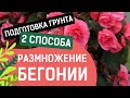 САМЫЙ ЛУЧШИЙ СПОСОБ ЧЕРЕНКОВАНИЯ КЛУБНЕВОЙ БЕГОНИИ!!!