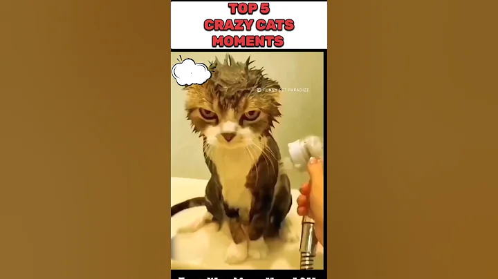 Video 11191251: cat dog funny compilation, cats dogs animals compilation, cats compilation cute animals