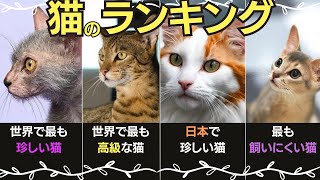 【ランキング】いくつ知ってる珍しい猫ランキング選