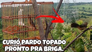 REPASSE CONCLUÍDO COM SUCESSO - O CURIÓ PARDO FICOU ZANGADO COM O PARDO SOLTO.