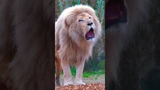 The most EPIC Lion roar you will ever hear #lion #lionking #shorts