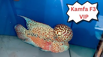 Cùng Ngắm Vẻ Đẹp Cá La Hán Kamfa F3 VIP