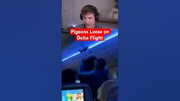 Pigeons Loose on Delta Flight