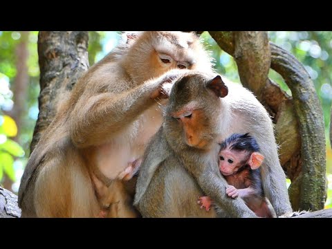 Sweet Family Rose With Nanda Relaxing Together Looking So Lovely ...