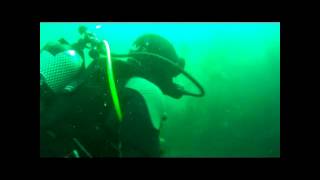 Diving The Welps Cornwall