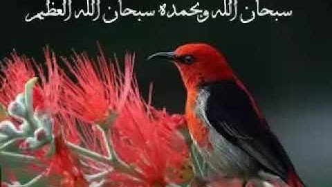 سورة الملك المنجية من عذاب القبر ...بصوت مؤيد المزين