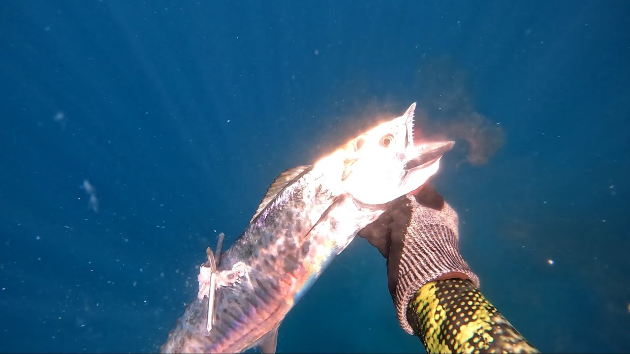 Testing my new Hero storm 105 - King fish catch and cook - Ep.51