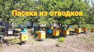 Увеличение пасеки отводками