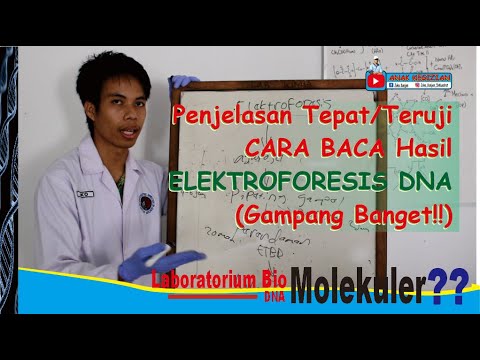 Video: Faktor apa yang digunakan elektroforesis gel untuk memisahkan kuis molekul DNA?