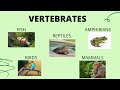 Vertebrates Quiz