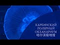 Харбинский полярный океанариум 哈尔滨极地馆 | АРХИВ | Декабрь 2019