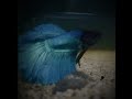 my two new Betta fish #guppyghar