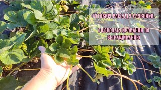 картинка: 🍓Готовим рассаду🍓 Про агросопровждение. 4.07.2024г. Ставрополь.