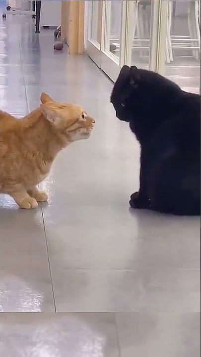 Kucing Oreng Ngajak Berantem Sama Kucing Hitam