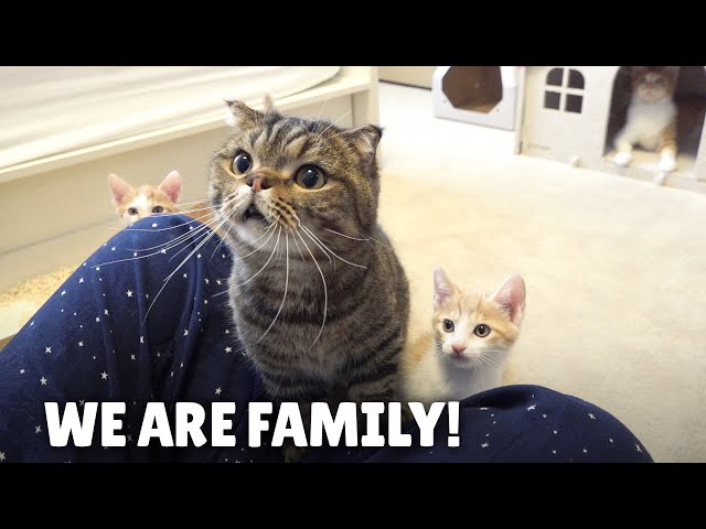 Giving the New Cat Family a Home! | Kittisaurus