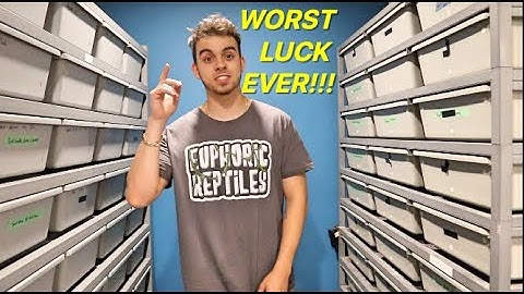 Ball Python Egg Cutting! HORRIBLE ODDS!!!!!!