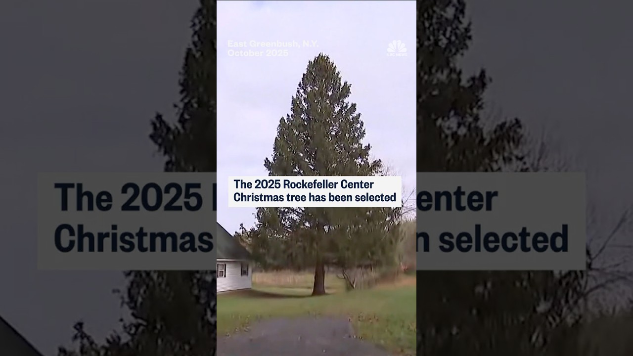 The 2025 Rockefeller Center Christmas tree has been selected
