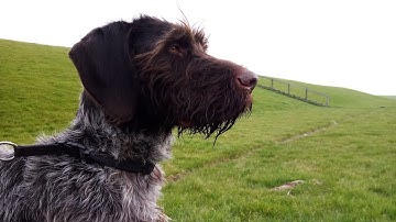 One and a half year old German wirehaired pointer