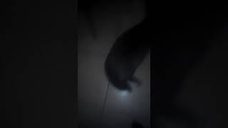 Кот после кастрации Кот после кастрации