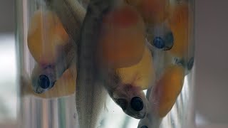 Celebrity ODFW Fish Biologist explains Salmon Eggs To Fry process Wealth