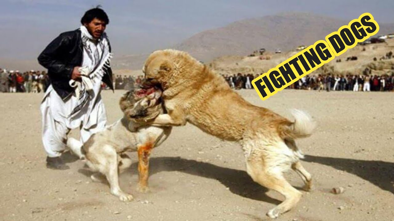 5 fighting dogs in the world fighting dogs of the world - YouTube