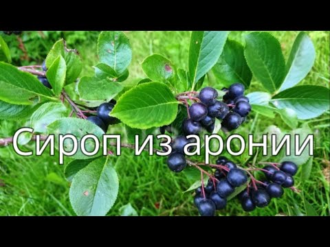 Как приготовить сироп из АРОНИИ или черноплодной рябины. Эп. №174