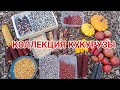 Коллекция  кукурузы