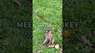 Part 291 ~ CAMBODIA 🇰🇭🍀🌿 #shorts #travel #nature #viral