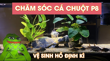 QUÁ TRÌNH NUÔI VÀ CHĂM SÓC CORYDORAS (CÁ CHUỘT ) P8