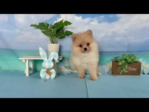 ポメラニアン01 - YouTube