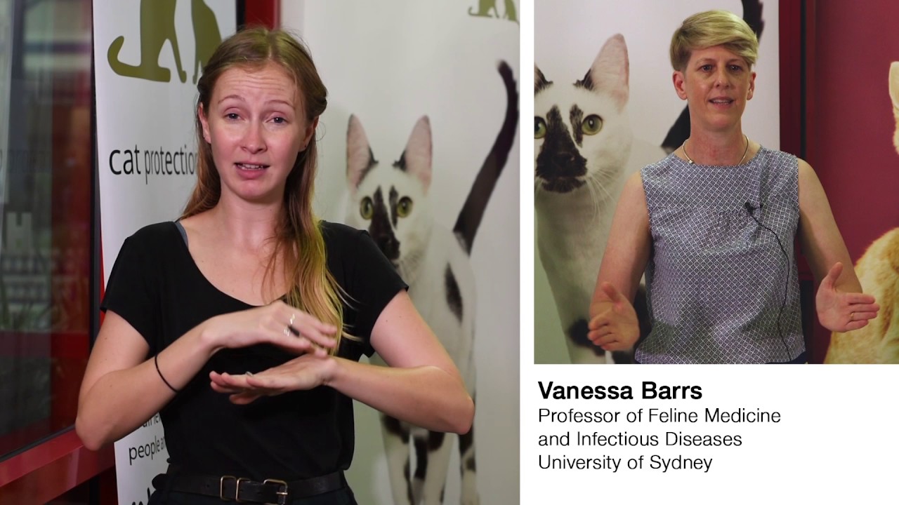 Veterinary issues - General feline health and care