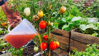With Just 2 Things Combined, Exceptionally Cheap Fertilizer Will Double Your Tomato Harvest