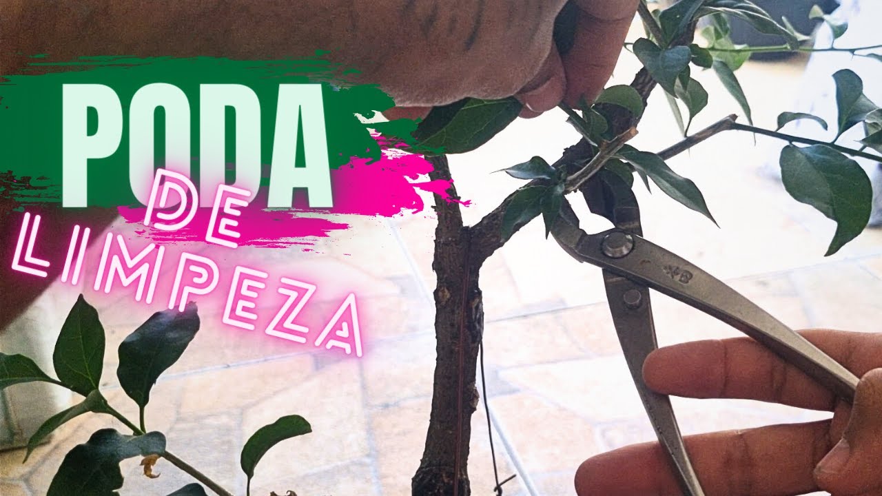 COMO FAZER BONSAI DE PRIMAVERA BOUGAINVILLEA // VIDEO 3 // PODA DE