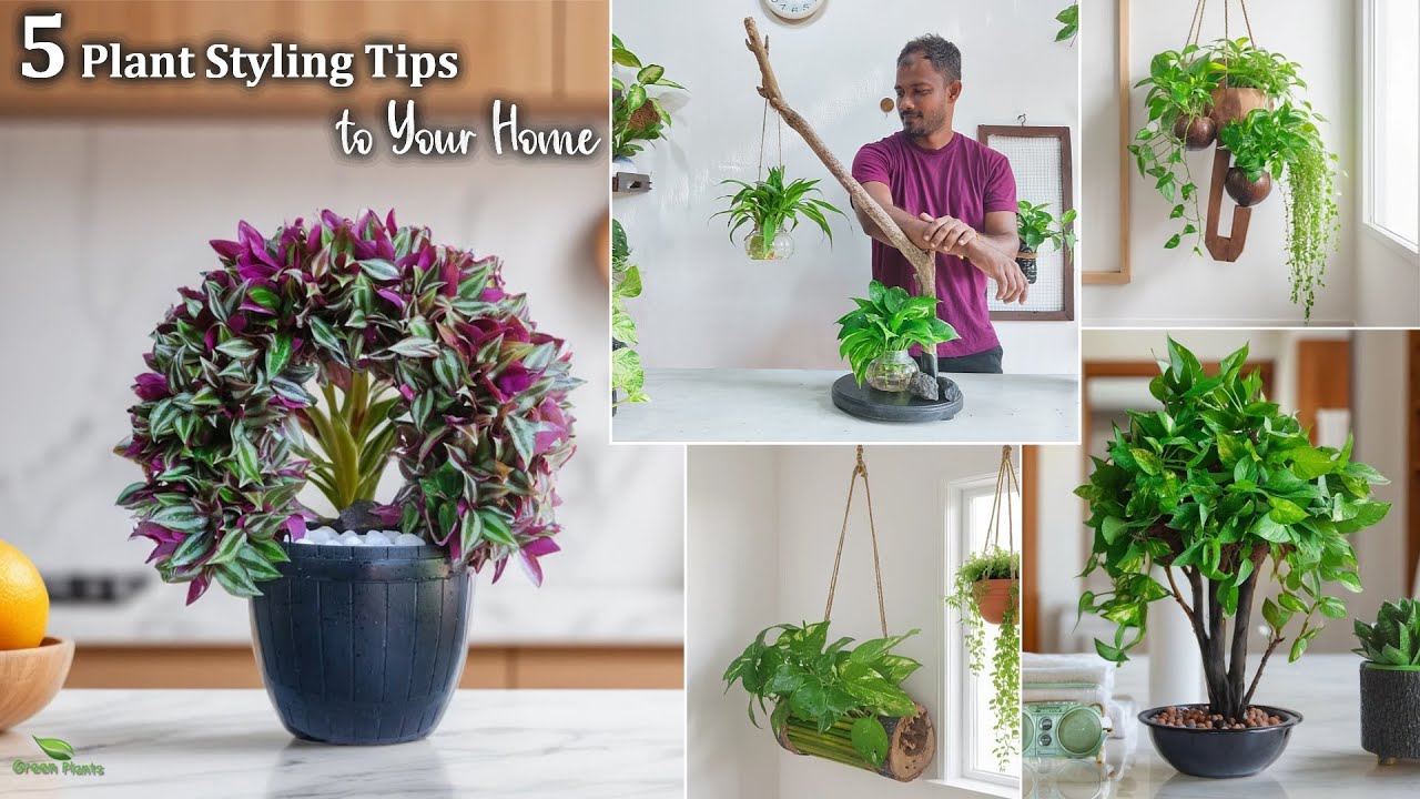 5 Plant Decorating Ideas You’ll Wish You Tried Sooner | Simple Plant Decor Ideas//GREEN PLANTS