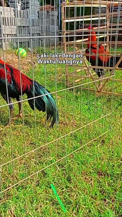 hoby yang bikin senang pusing marang sedih🤣#ayambangkok #peternakmuda#ayam#venom#ayampakoy#fyp