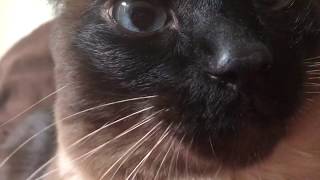 КАБАЧОК ^..^= СИАМСКИЕ КОШКИ КАБАЧОК ^..^= СИАМСКИЕ КОШКИ