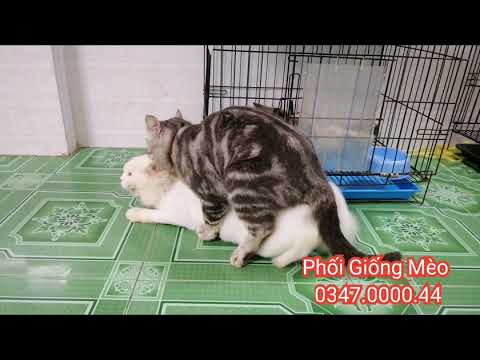 Video: Mất Bao Lâu để Mèo Giao Phối