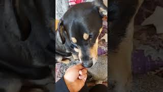 patient Rottweiler/pitbull mix with hungry Bunny