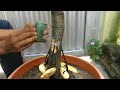 Mango root grafting (100 %success)..